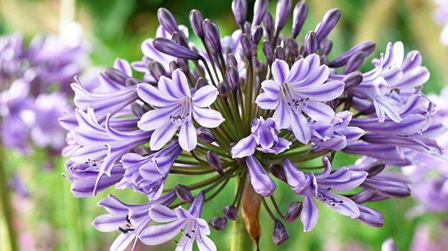 Agapanthus (African Lily)