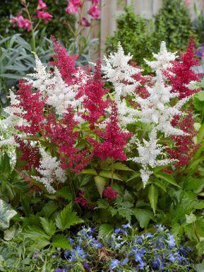 Astilbe mixed