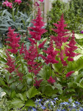 Astilbe red sentinel japonica