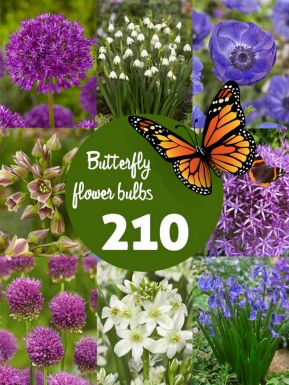 Butterfly friendly bulb collection