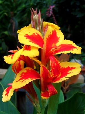 Canna queen charlotte