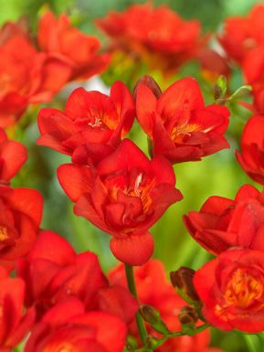 Freesia double red