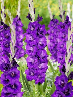 Purple flora