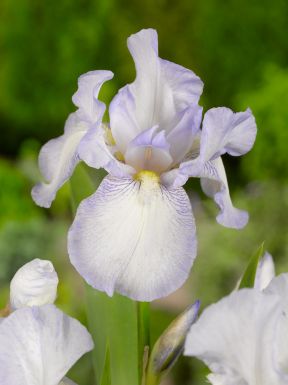 Iris english cottage germanica