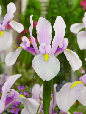 Iris carmen hollandica