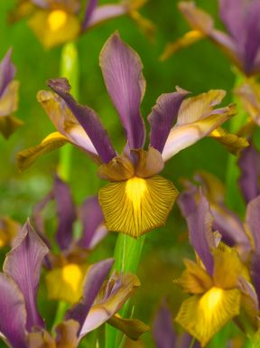 Shopvise 10pcs Graines Iris fleurs vivaces Bearded Iris extérieur Nature Graines Orchid Flores Garden Seeds 18 Hu Die LAN 