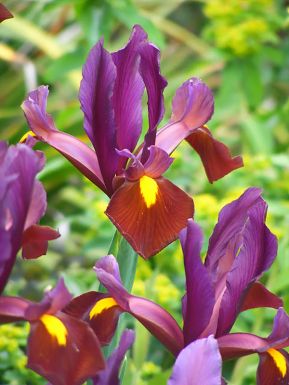 Iris red ember hollandica