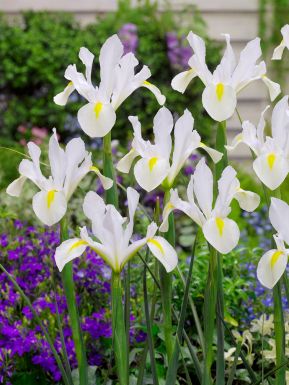 Iris white hollandica