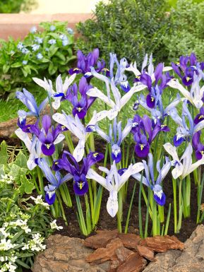 Iris reticulata mischung