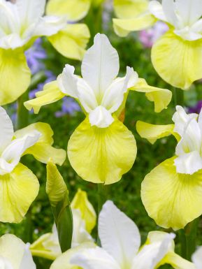 Iris butter & sugar sibirica