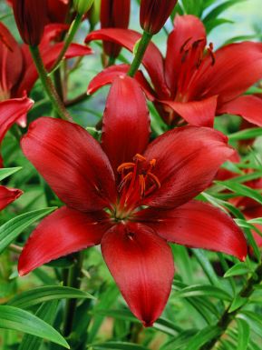 Asiatic red
