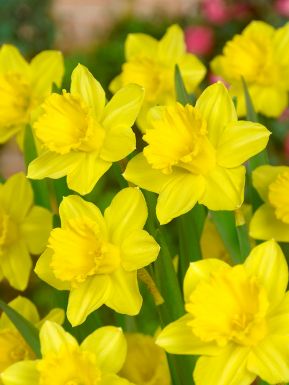 Obvallaris (tenby daffodil)