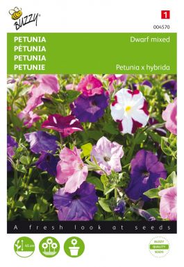 Petunia dwarf mixed