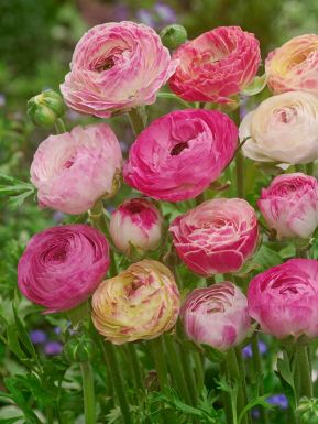 Ranunculus picotee rozul