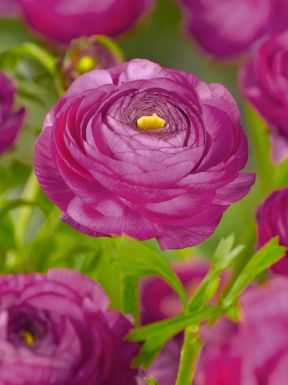 Ranunculus violet