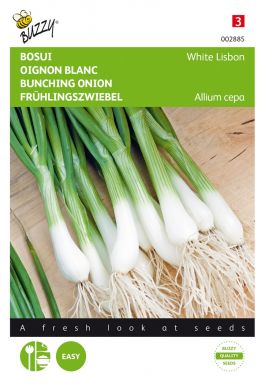 Spring onion white lisbon