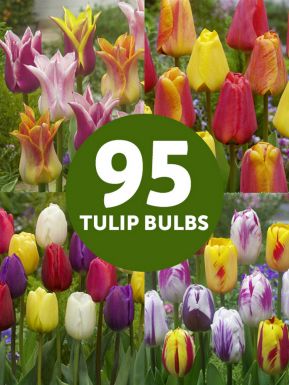 Tulipes mega melange
