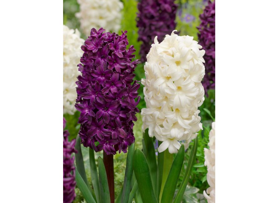 Comprar bulbos de flor de Jacinto MIXTO PÚRPURA-BLANCO online | BULBi