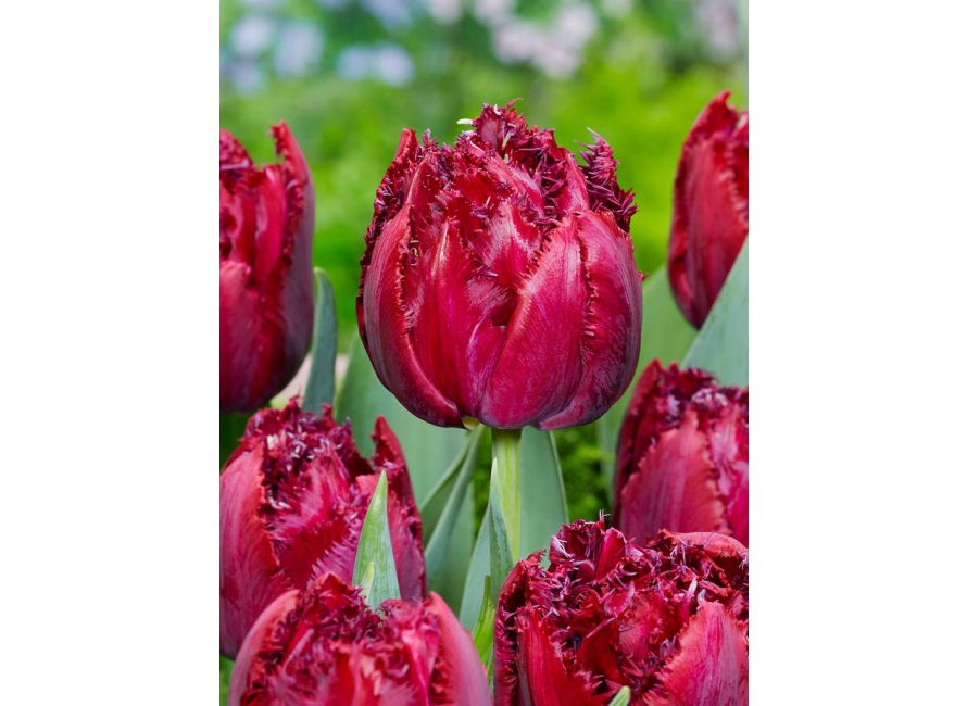 Comprar bulbos de flor CRANBERRY THISTLE online | BULBi