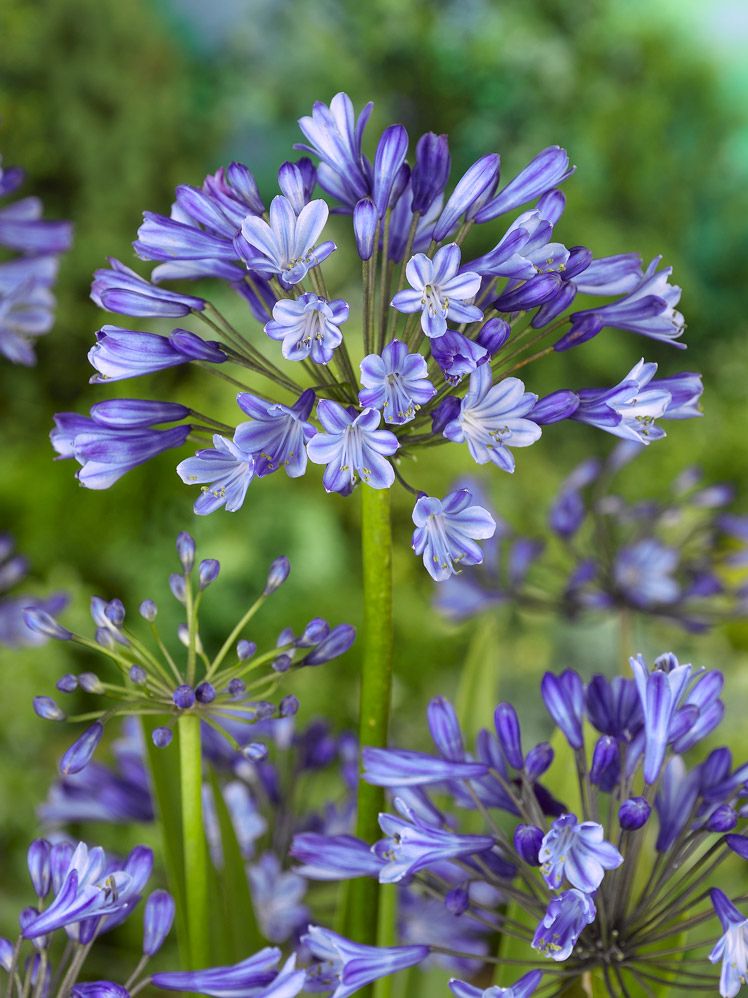 Agapanthus dr. Brouwer